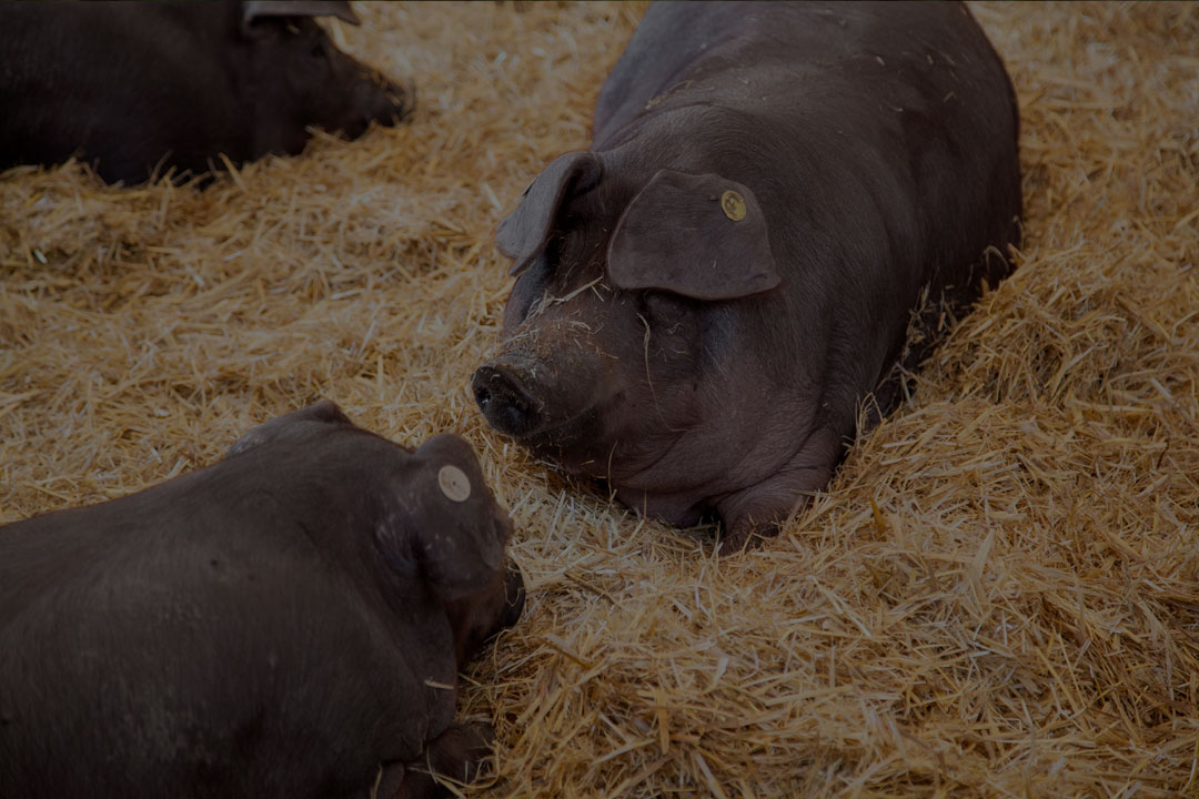 La cría del cerdo ibérico en Ibéricos Vallehermoso