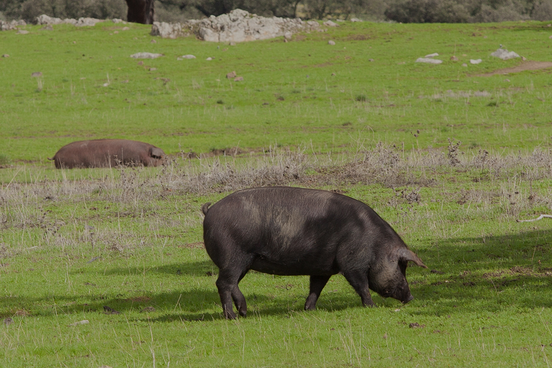 Nuevo proyecto de investigación: “APROVECHAMIENTO DE SUBPRODUCTOS EN LA ALIMENTACIÓN DEL PORCINO IBERICO” IDI 20151094.