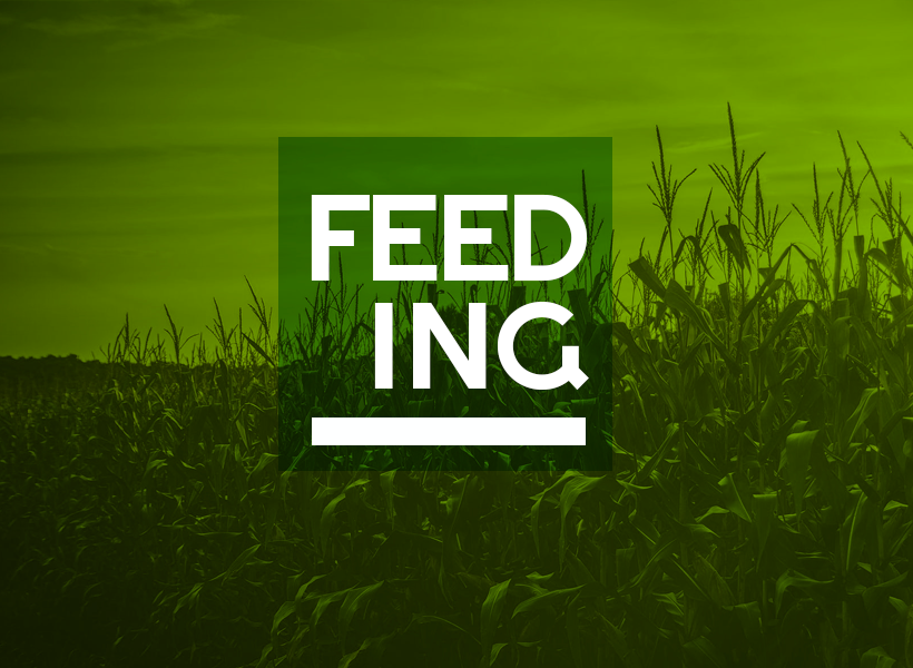 Feeding