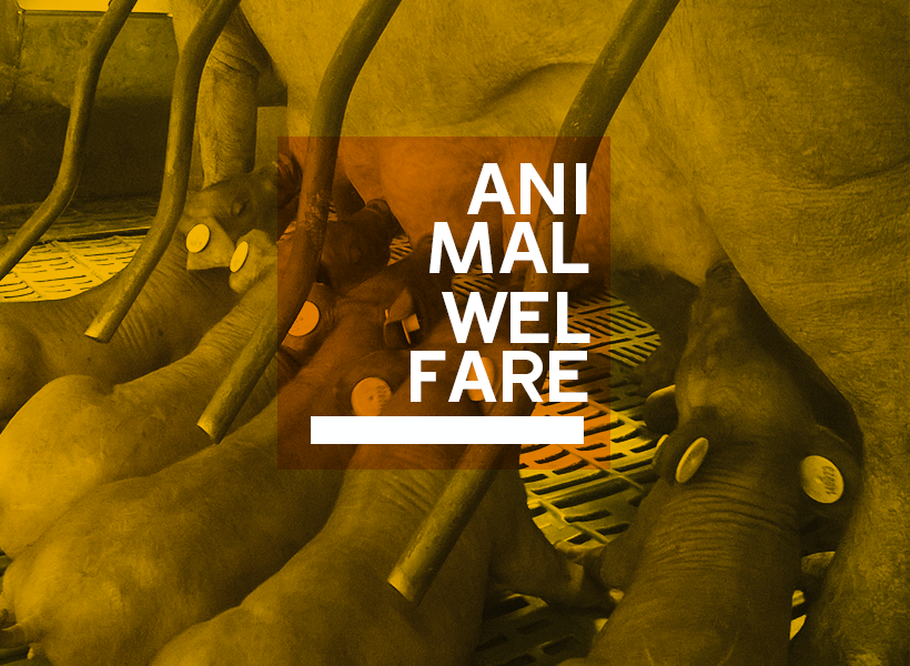 Animal welfare